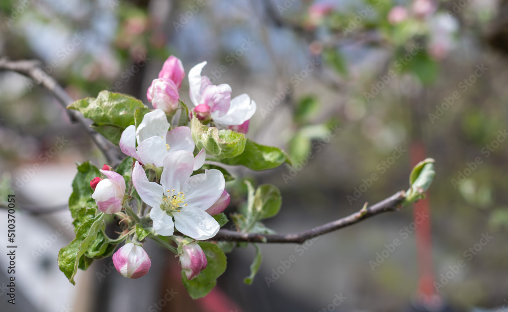 Pink flowers of a blossoming apple tree on a sunny day close-up in nature outdoors. Apple tree blossoms in spring. Selective focus. Beautiful apple orchard plantation.