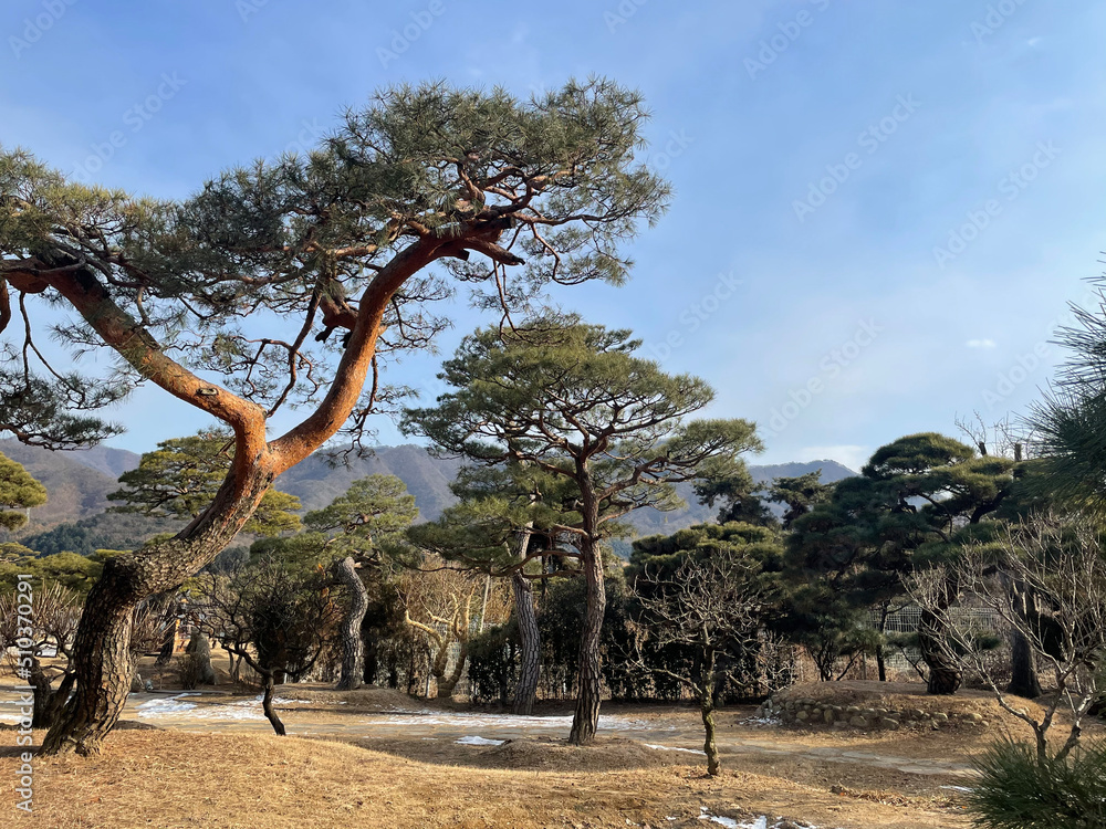 Fototapeta premium It is a tree seen in the park.