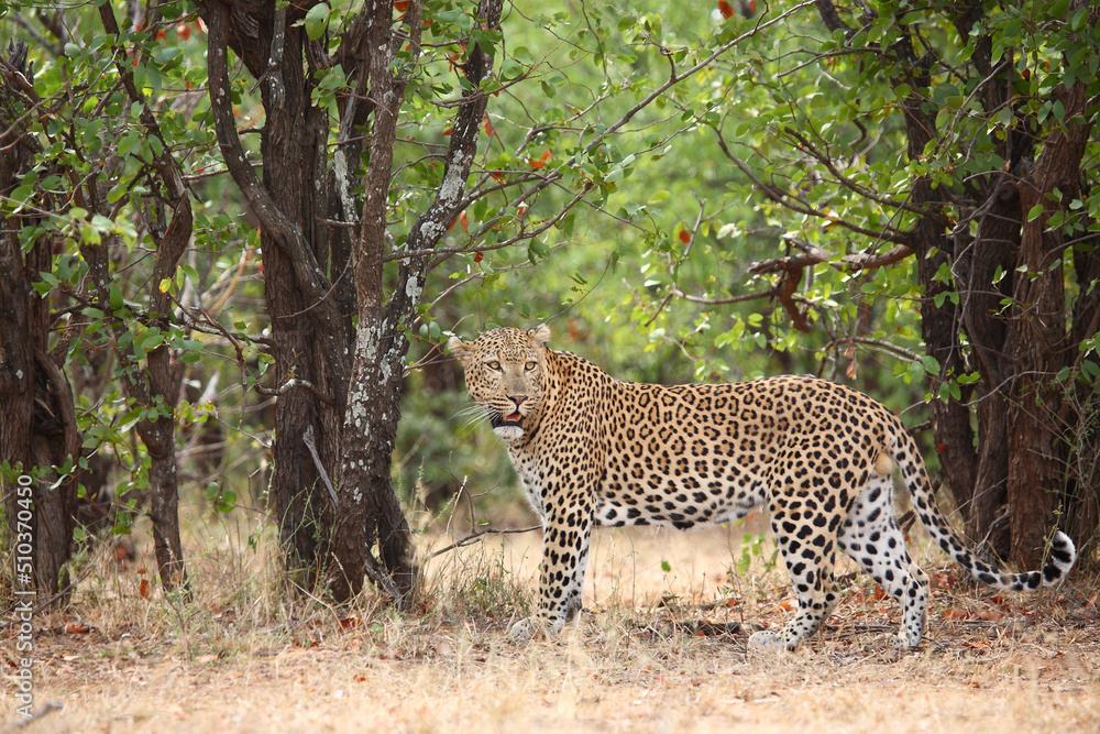 Fototapeta premium Leopard / Leopard / Panthera pardus.