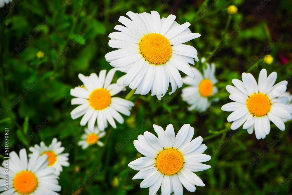 daisies blooming on an abandoned plot of land daisies blooming on an abandoned plot of land
