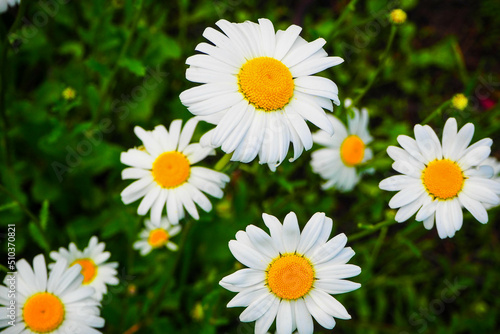 daisies blooming on an abandoned plot of land 