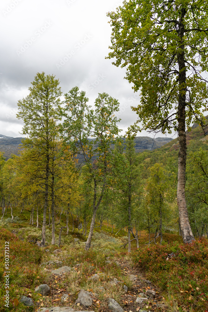 Birch trees near Nupstjorn in Telemarken (Norway) on Hardangervidda. Birch trees near Nupstjorn in Telemarken (Norway) on Hardangervidda.