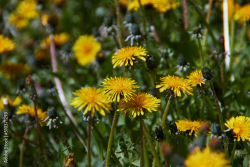 dandelion field background, sunlight bokeh, selective focus