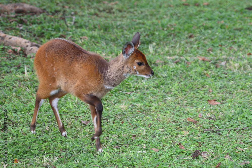 Buschbock / Bushbuck / Tregelaphus scriptus.