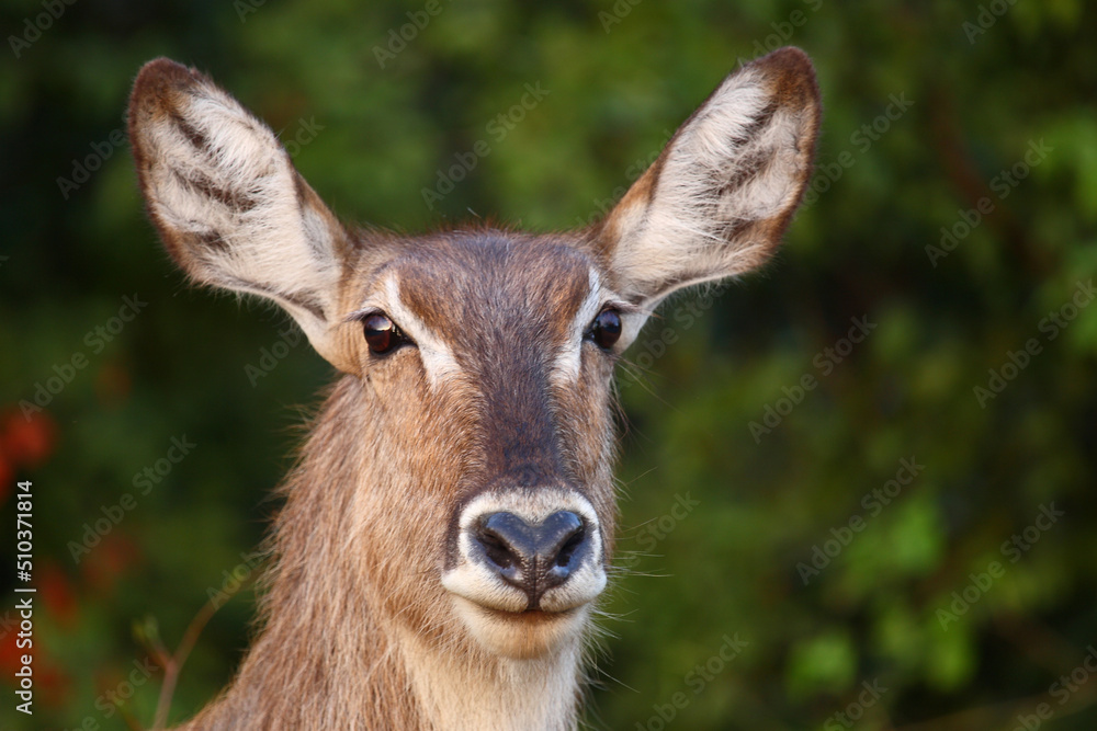 Fototapeta premium Wasserbock / Waterbuck / Kobus ellipsiprymnus