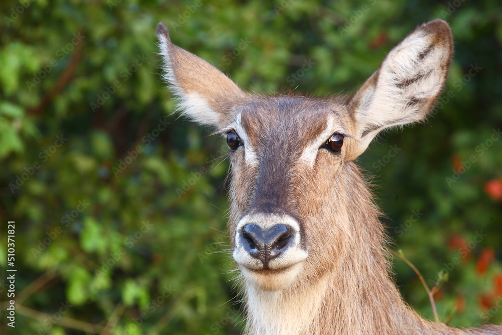 Wasserbock / Waterbuck / Kobus ellipsiprymnus