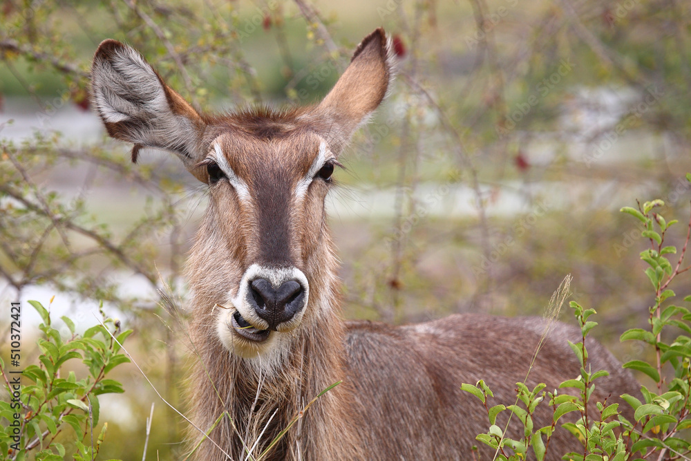 Wasserbock / Waterbuck / Kobus ellipsiprymnus Wasserbock / Waterbuck / Kobus ellipsiprymnus