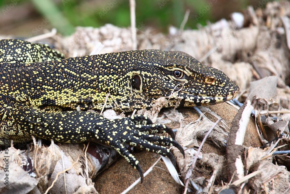 Naklejka premium Nilwaran / Nile monitor / Varanus niloticus