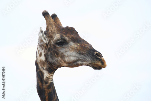 Photography Giraffe / Giraffe / Giraffa camelopardalis