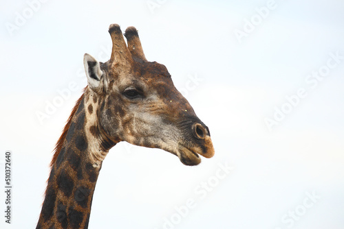 Canvas Print Giraffe / Giraffe / Giraffa camelopardalis