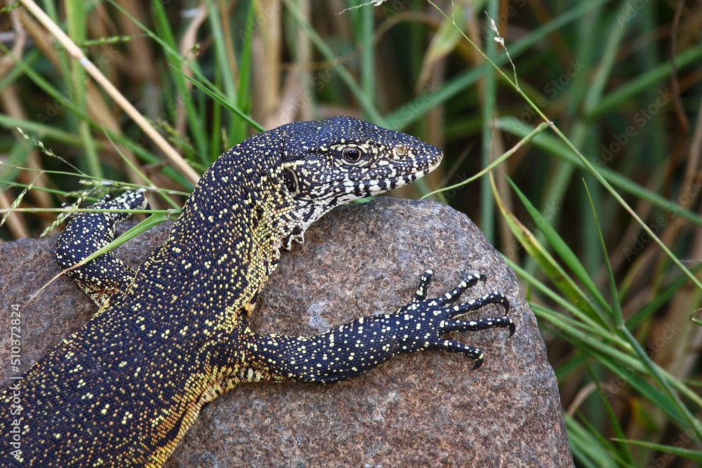 Obraz premium Nilwaran / Nile monitor / Varanus niloticus