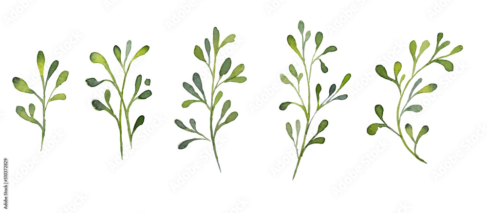 Set of watercolor rose design elements, flowers, leaves, twigs, shoots, branches, botanical illustration isolated on white background