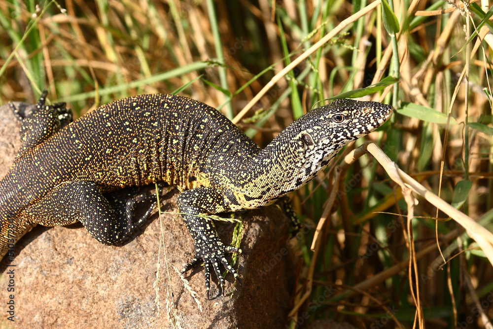 Naklejka premium Nilwaran / Nile monitor / Varanus niloticus