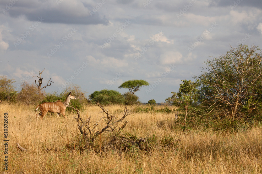 Großer Kudu / Greater kudu / Tragelaphus strepsiceros Großer Kudu / Greater kudu / Tragelaphus strepsiceros
