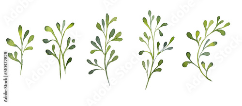 Set of watercolor rose design elements  flowers  leaves  twigs  shoots  branches  botanical illustration isolated on white background