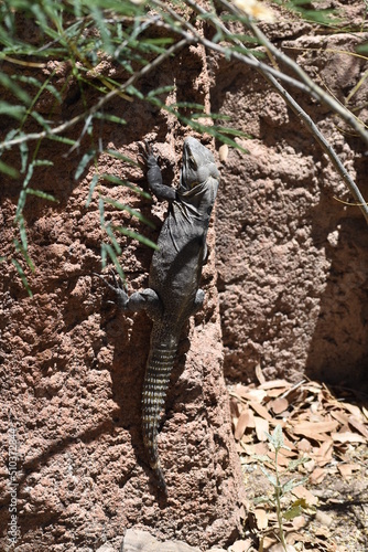 iguana on the rock in tucson, arizona