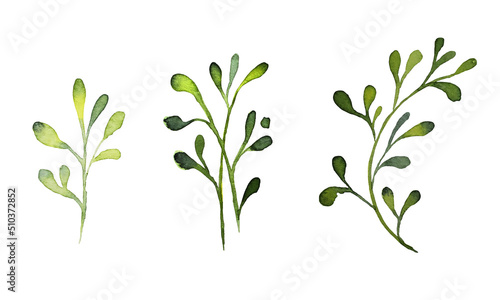 Set of watercolor rose design elements, flowers, leaves, twigs, shoots, branches, botanical illustration isolated on white background