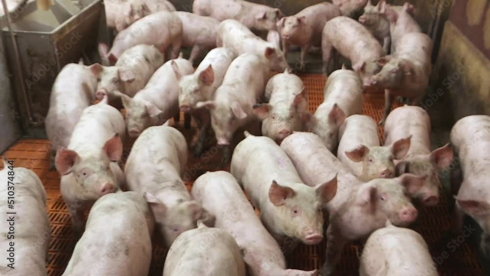 A pig farm with a large number of pigs. Modern agricultural pig farm A pig farm with a large number of pigs. Modern agricultural pig farm