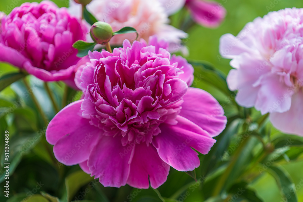 Beautiful bouquet of flowers pink peonies sway in garden, close up