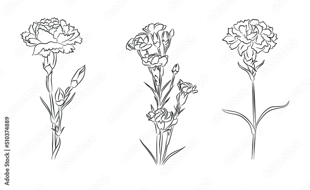 How to Draw a Carnation - Really Easy Drawing Tutorial