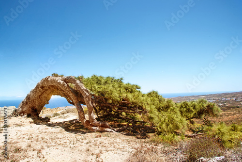 View of El Pino Esrengado or The Strenched Pine growing in Arico ,Tenerife Island, The name due to its particular shape and Pine is than 300 years old