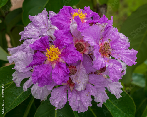 Closeup view of colorful purple pink cluster of flowers of tropical tree lagerstroemia speciosa aka crepe myrtle or pride of India isolated on natural background after rain photo