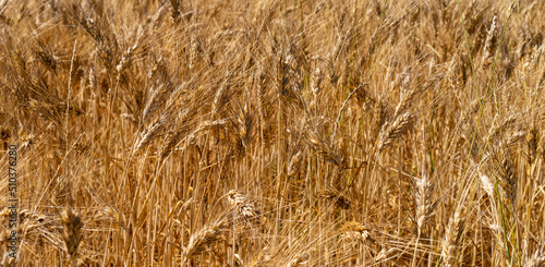 campo coltivato a grano antico triticom dicoccum detto anche farro pianta della famiglia delle Poaceae utilizzato nell'alimentazione umana fin dal neolitico photo