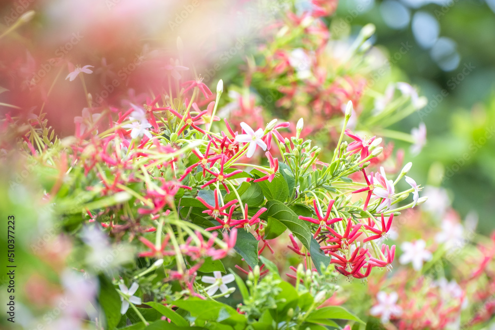 Drunen sailor, Rangoon creeper, Thai flower