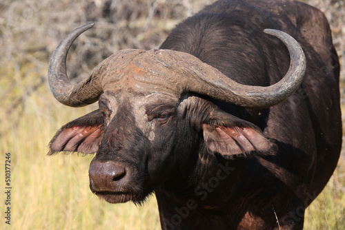 Kaffernb  ffel   African buffalo   Syncerus caffer