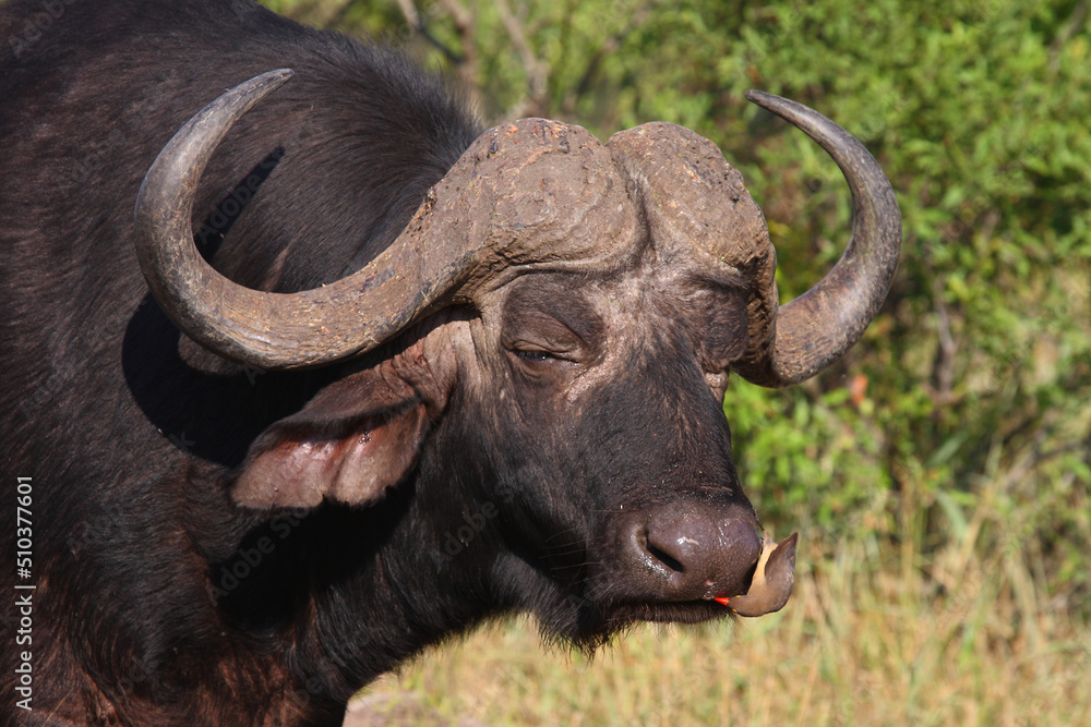 Kaffernbüffel und Rotschnabel-Madenhacker / African buffalo and Red-billed oxpecker / Syncerus caffer et Buphagus erythrorhynchus. Kaffernbüffel und Rotschnabel-Madenhacker / African buffalo and Red-billed oxpecker / Syncerus caffer et Buphagus erythrorhynchus.