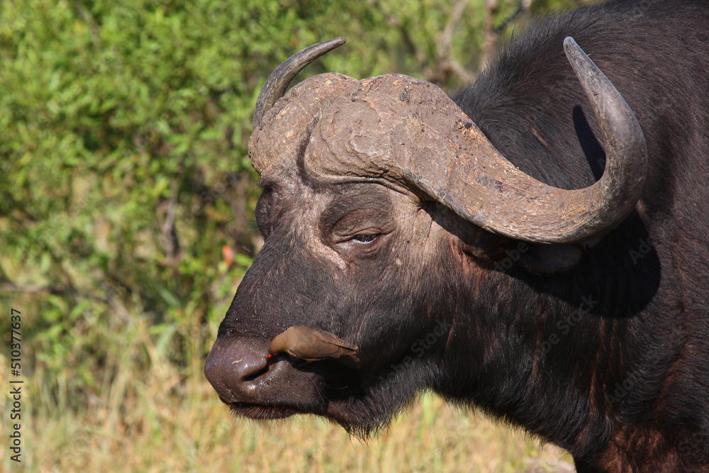 Obraz premium Kaffernbüffel und Rotschnabel-Madenhacker / African buffalo and Red-billed oxpecker / Syncerus caffer et Buphagus erythrorhynchus.