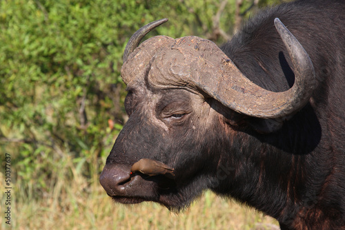 Kaffernbüffel und Rotschnabel-Madenhacker / African buffalo and Red-billed oxpecker / Syncerus caffer et Buphagus erythrorhynchus. © Ludwig
