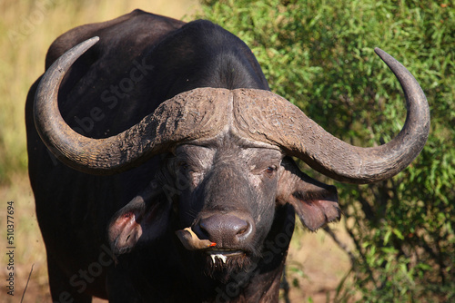 Kaffernb  ffel und Rotschnabel-Madenhacker   African buffalo and Red-billed oxpecker   Syncerus caffer et Buphagus erythrorhynchus.