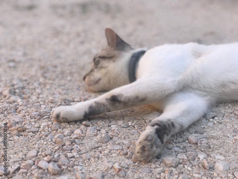 cat sleeping on the floor