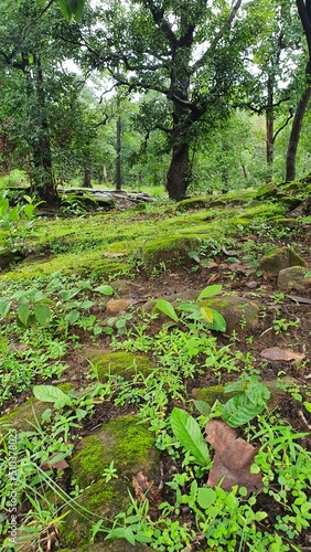 path in the forest