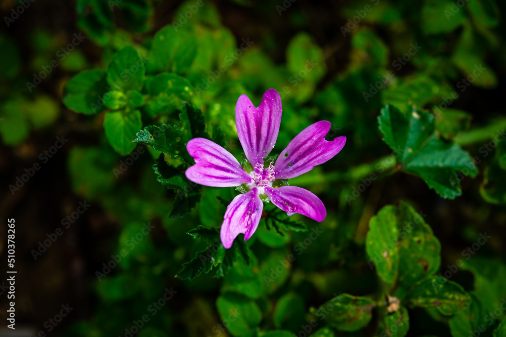 A pelargonium of the botanical genus Pelargonium of the family Geraniaceae of pink and purple color