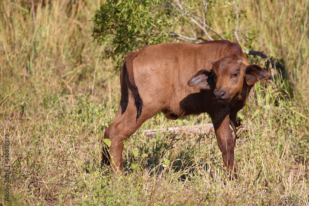 Kaffernbüffel / African buffalo / Syncerus caffer. Kaffernbüffel / African buffalo / Syncerus caffer.