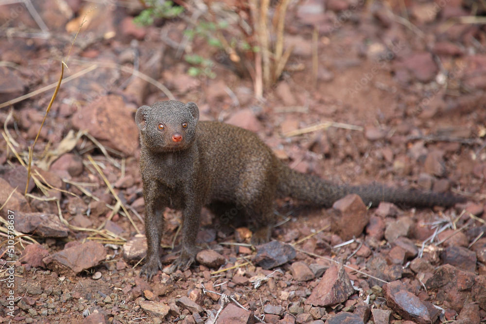 Südliche Zwergmanguste / Dwarf mongoose / Helogale parvula Südliche Zwergmanguste / Dwarf mongoose / Helogale parvula