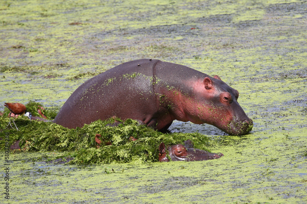 Fototapeta premium Flußpferd und Blaustirn-Blatthühnchen / Hippopotamus and African jacana/ Hippopotamus amphibius et Actophilornis africanus