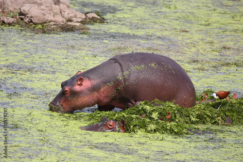 Flu  pferd und Blaustirn-Blatth  hnchen   Hippopotamus and African jacana  Hippopotamus amphibius et Actophilornis africanus