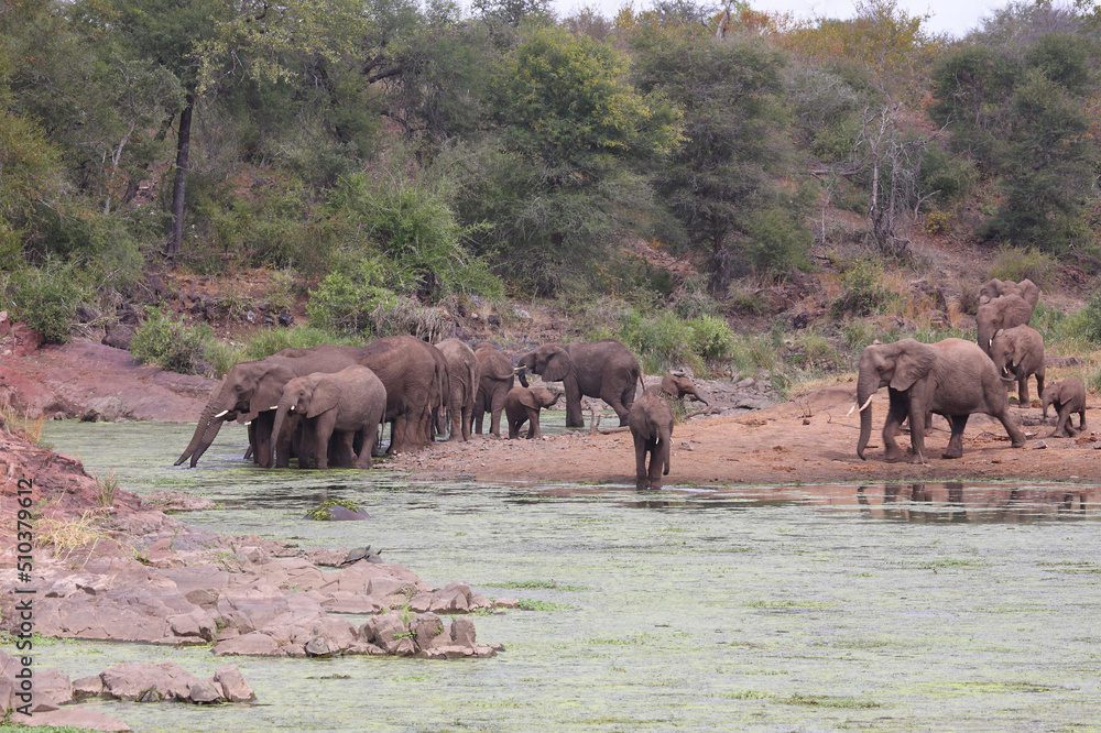 Afrikanischer Elefant am Sweni River / African elephant at Sweni River / Loxodonta africana. Afrikanischer Elefant am Sweni River / African elephant at Sweni River / Loxodonta africana.