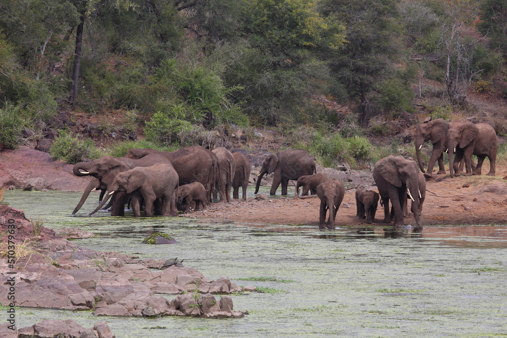 Afrikanischer Elefant im Sweni River / African elephant in Sweni River / Loxodonta africana. Afrikanischer Elefant im Sweni River / African elephant in Sweni River / Loxodonta africana.