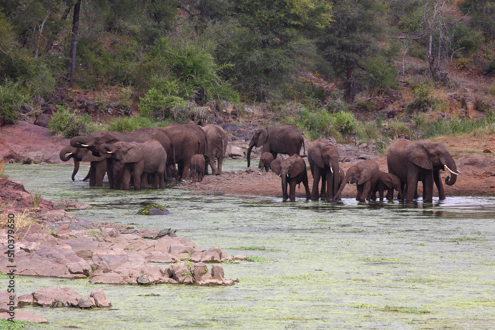 Afrikanischer Elefant im Sweni River / African elephant in Sweni River / Loxodonta africana. Afrikanischer Elefant im Sweni River / African elephant in Sweni River / Loxodonta africana.