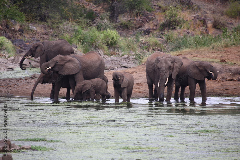 Fototapeta premium Afrikanischer Elefant im Sweni River / African elephant in Sweni River / Loxodonta africana.
