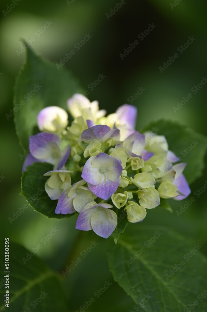 紫陽花