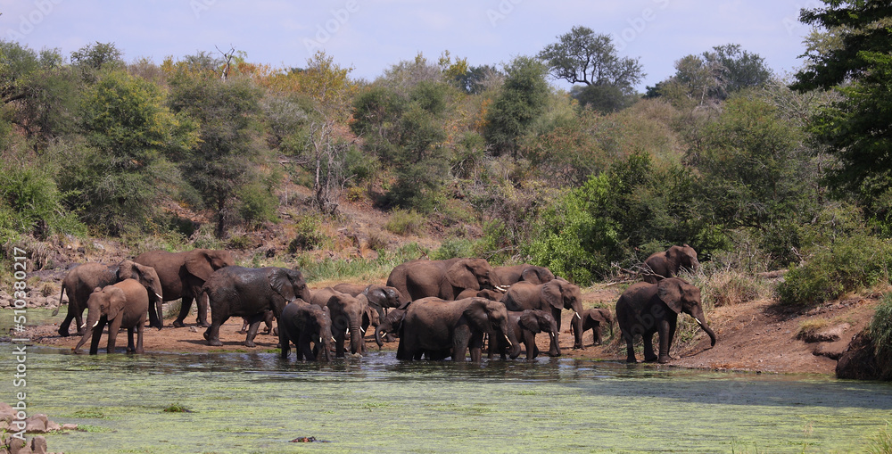Afrikanischer Elefant im Sweni River / African elephant in Sweni River / Loxodonta africana. Afrikanischer Elefant im Sweni River / African elephant in Sweni River / Loxodonta africana.