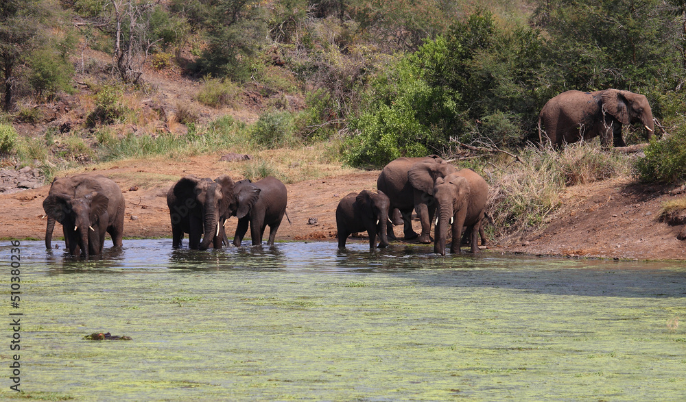 Afrikanischer Elefant und Flußpferd im Sweni River / African elephant and Hippopotamus in Sweni River / Loxodonta africana et Hippopotamus amphibius. Afrikanischer Elefant und Flußpferd im Sweni River / African elephant and Hippopotamus in Sweni River / Loxodonta africana et Hippopotamus amphibius.