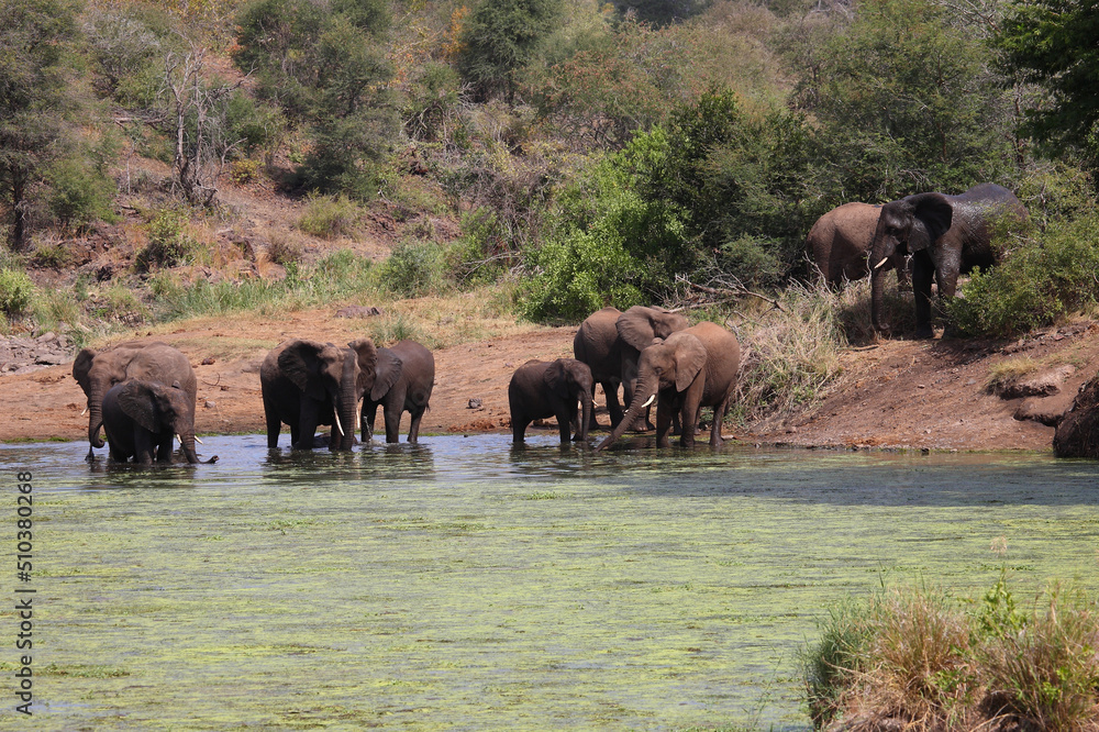 Afrikanischer Elefant im Sweni River / African elephant in Sweni River / Loxodonta africana.