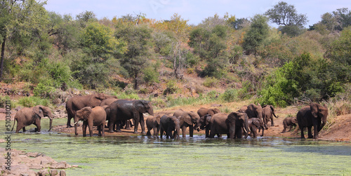 Fotografie Afrikanischer Elefant im Sweni River / African elephant in Sweni River / Loxodonta africana