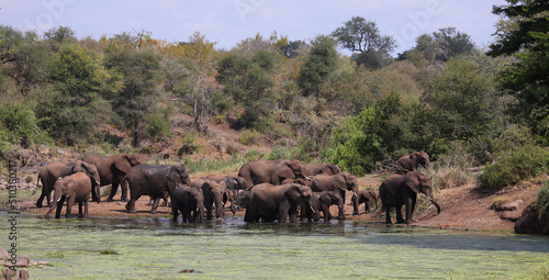 Afrikanischer Elefant im Sweni River / African elephant in Sweni River / Loxodonta africana.